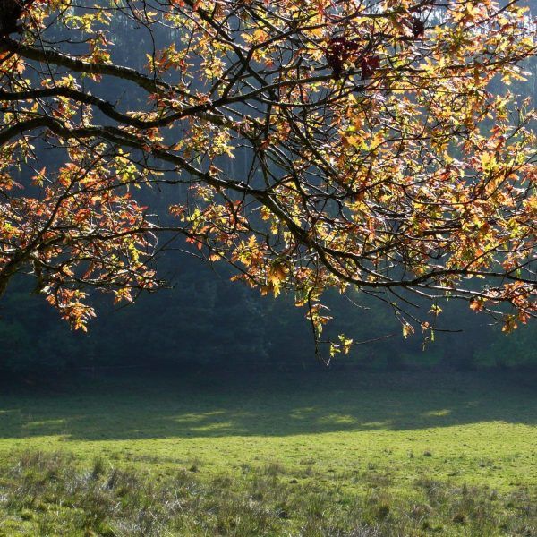 Bosque otoñal