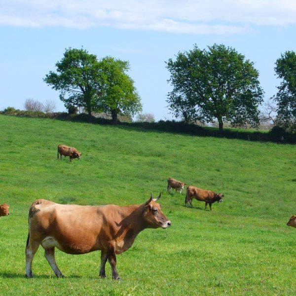 Paisaje Asturiano